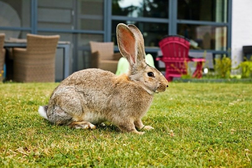 flemish giant rabbit in private garden
