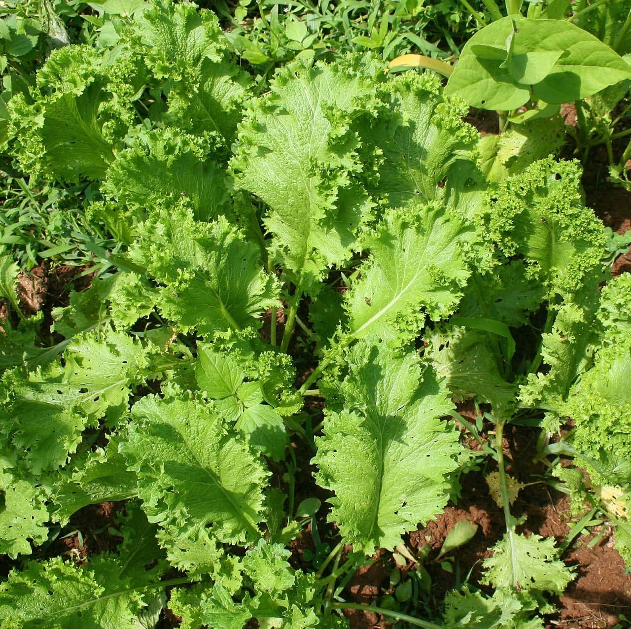 mustard greens 