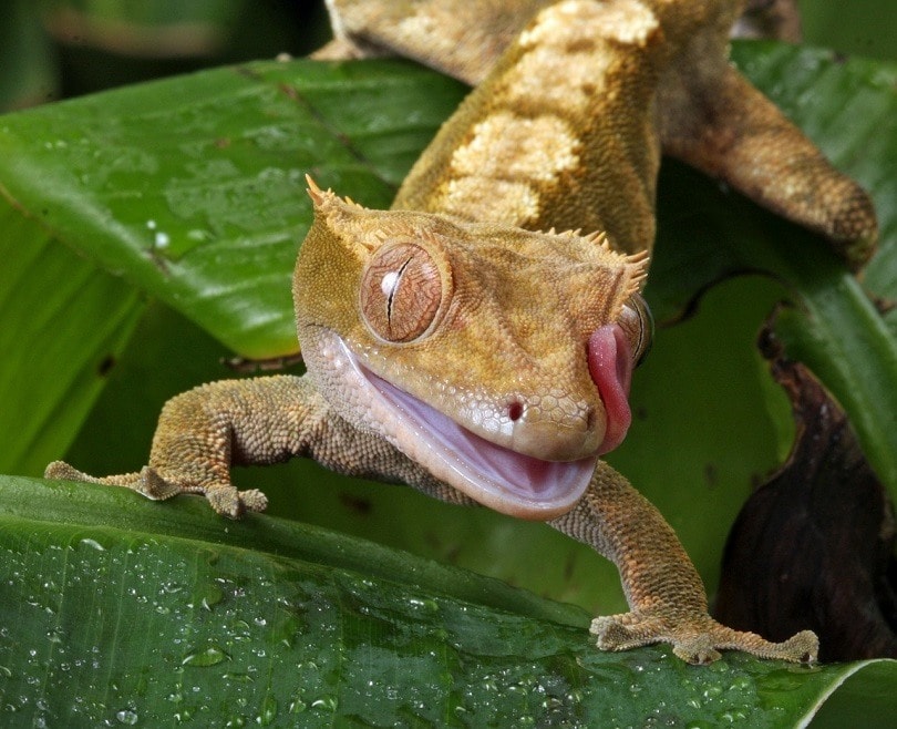 gecko
