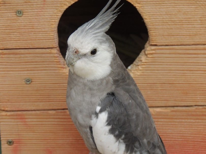 grey cockatiel outside bird house_Pixabay