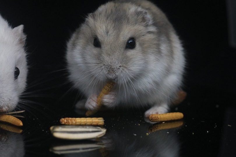 hamster-eating-pixabay