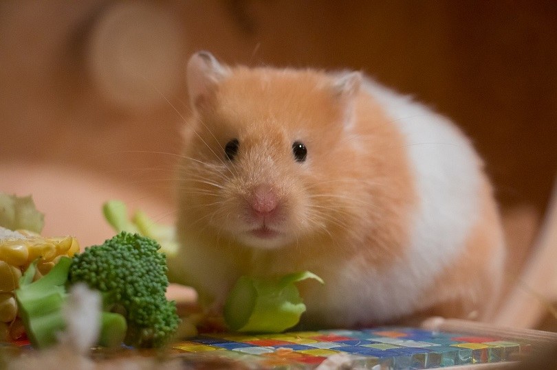 hamster-eating-pixabay