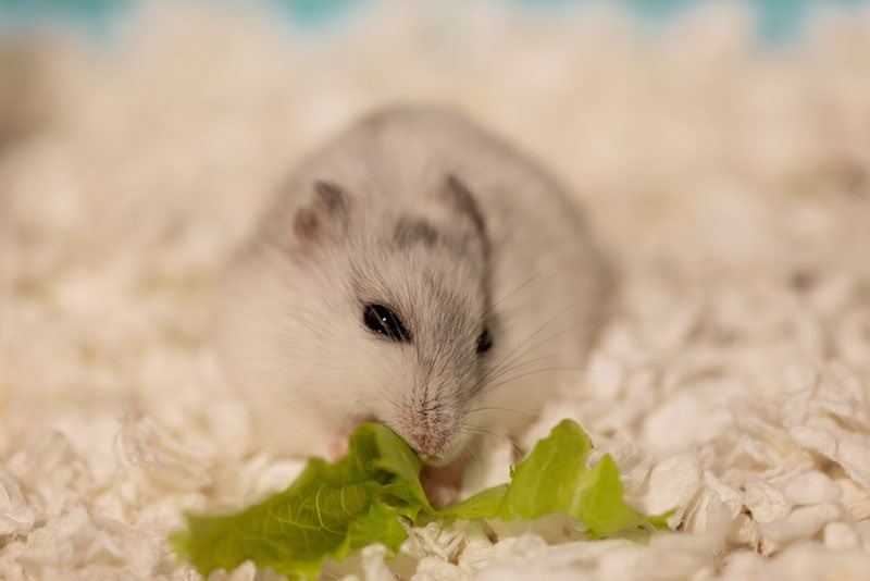 hamster lying on paper shavings and eating fresh lettuce 