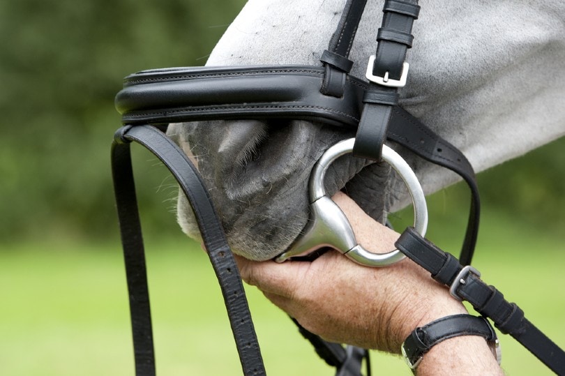 hand puts the bit inside of the horse's mouth