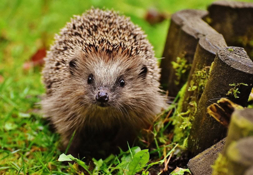 hedgehog pet