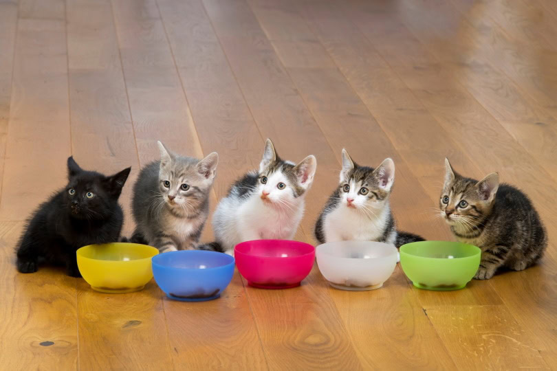 kittens eating on colorful food bowl