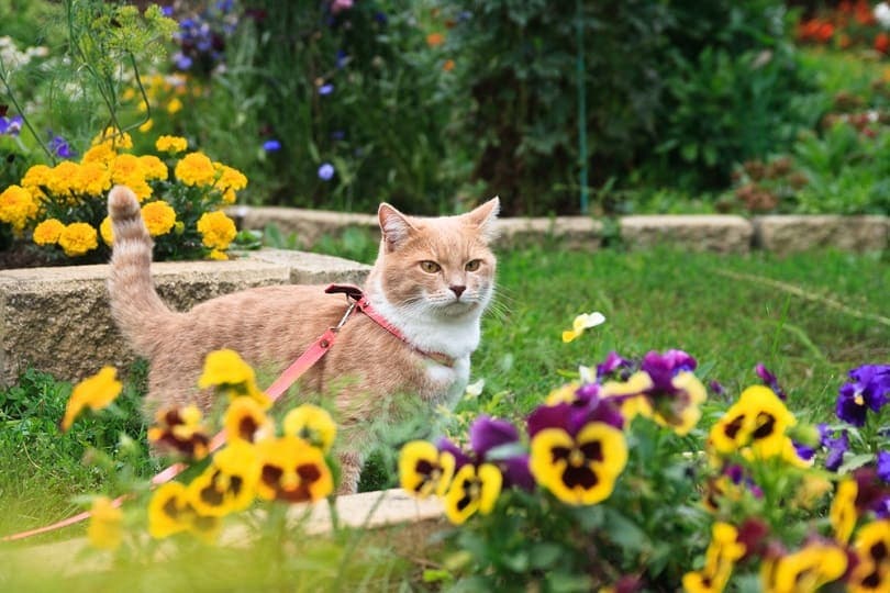 orange cat in flower bed