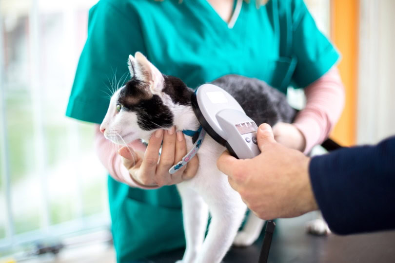 microchipping pet