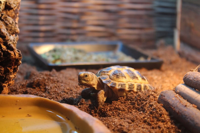 pancake tortoise habitat_Jenni Kantis_Pixabay