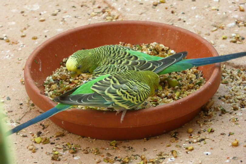 parakeet