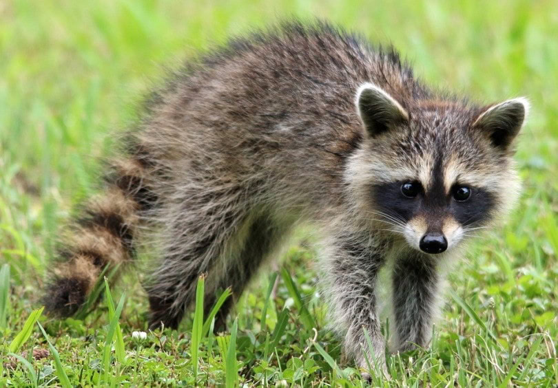 raccoon featured_edbo23, Pixabay