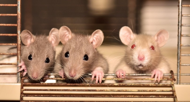 rats in cage