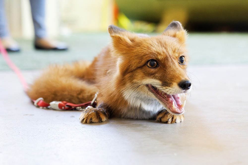 red fox with harness and leash