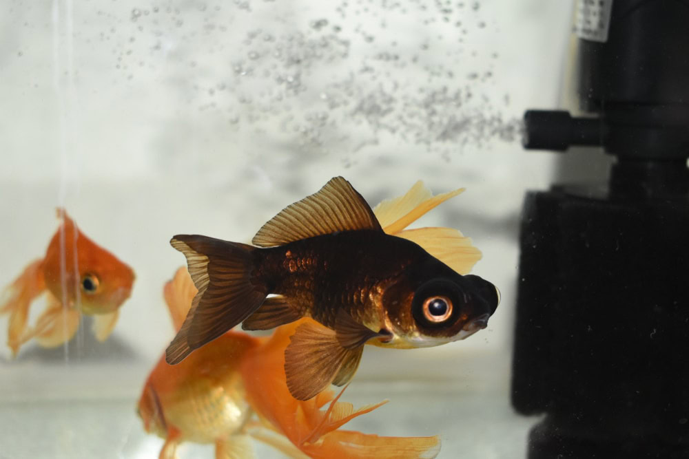 black moor goldfish 