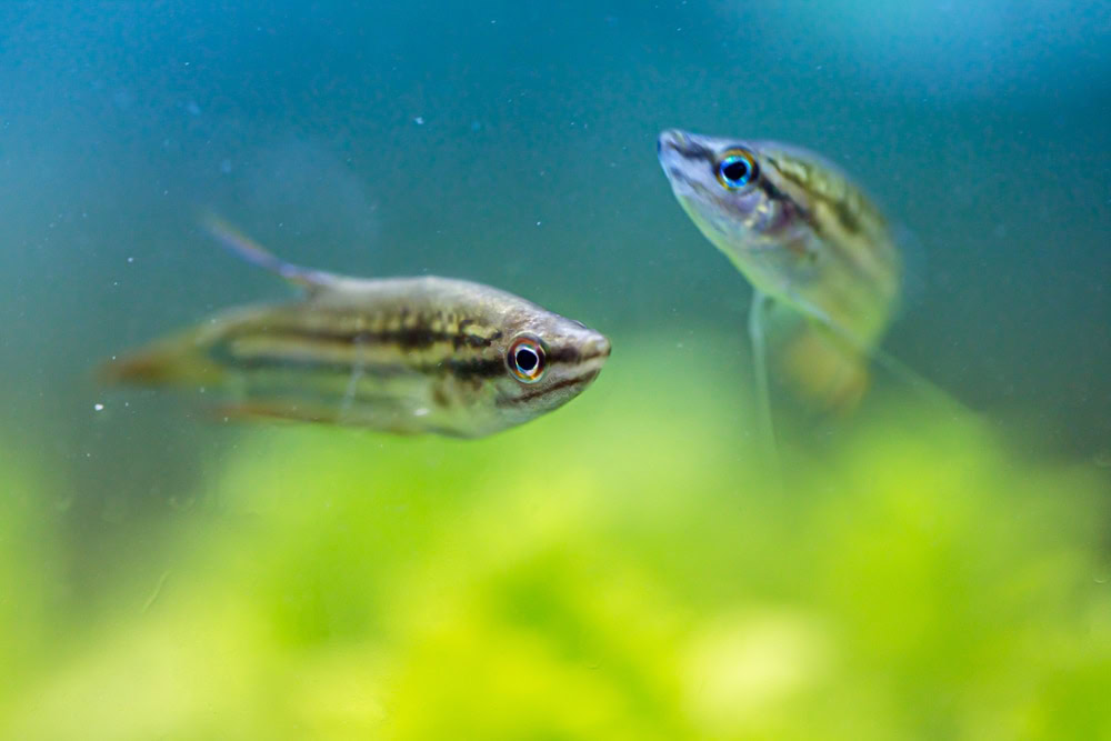 two sparkling gourami 