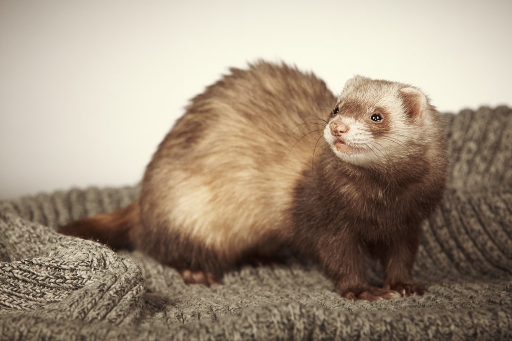  ferret_Couperfield, Shutterstock