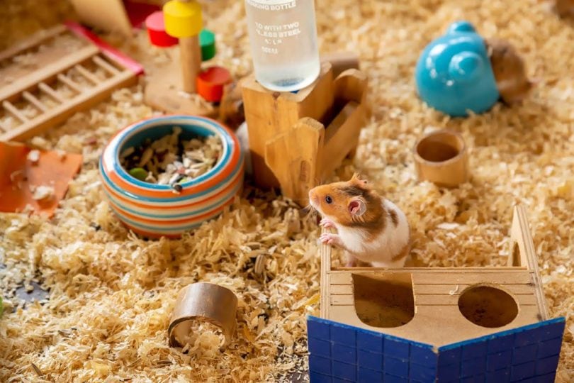 syrian hamster inside cage_FUN FUN PHOTO, Shutterstocke