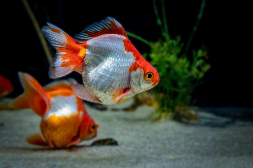 tosakin goldfish_Sad Agus_Shutterstock