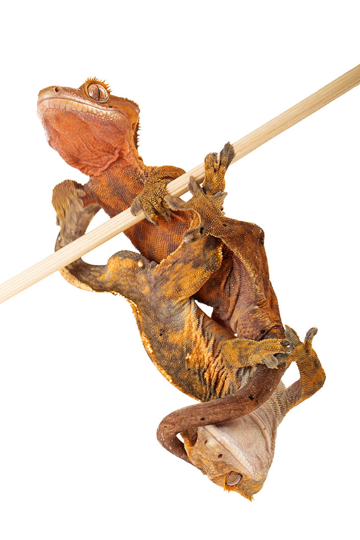 Two crested geckos 