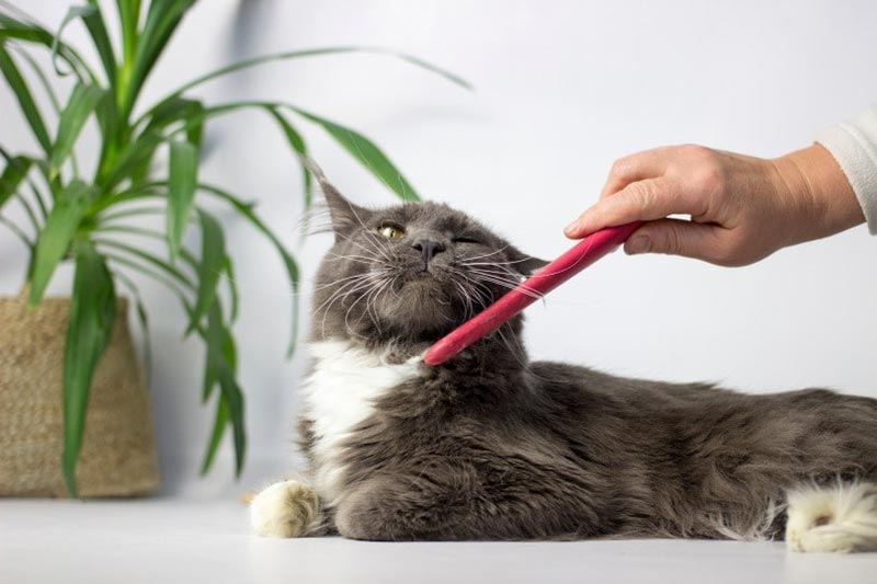 woman combing maine coon cat