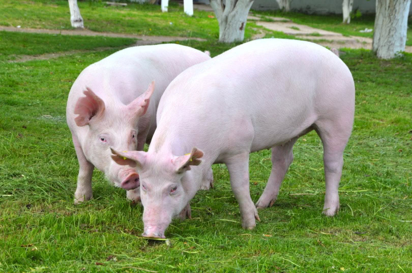 young pigs on the grass