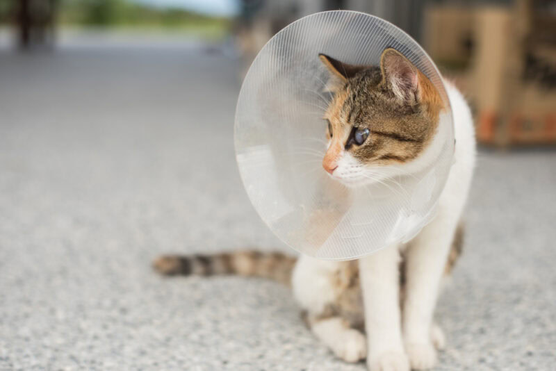 cat wearing e-collar 