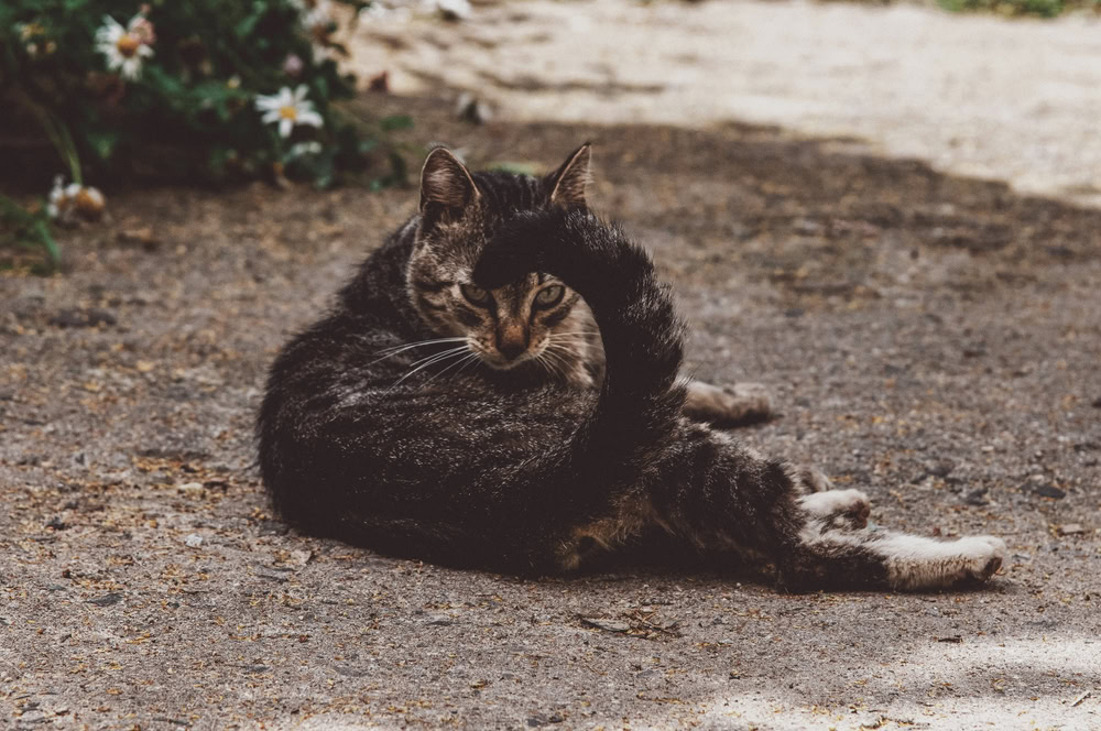 annoyed cat wagging its tail 