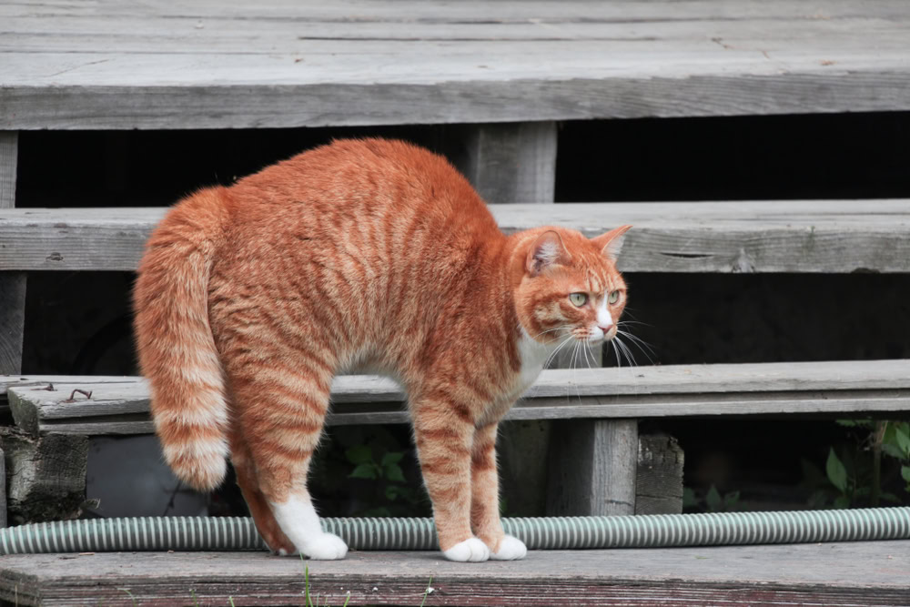 orange cat with puffed tail 