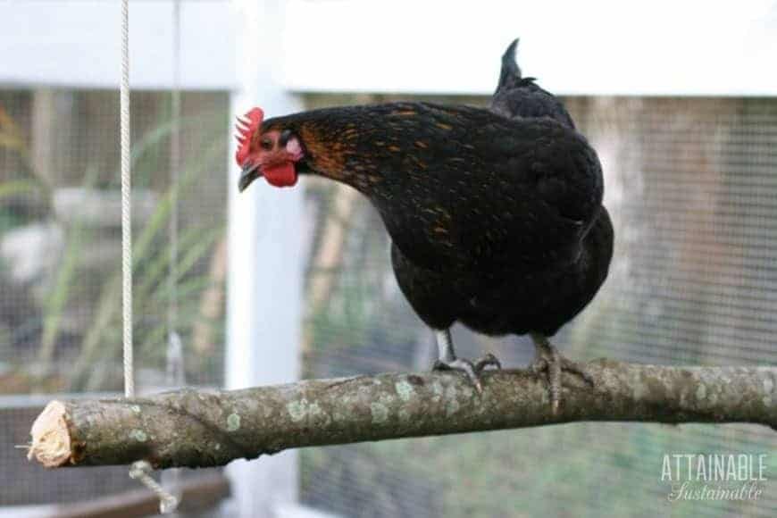 DIY Chicken Swings