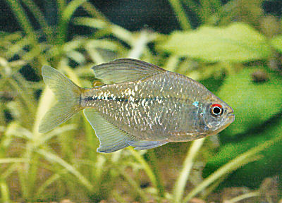 DiamondTetraWFCh_C2953