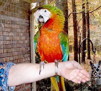 Rubalina Macaw