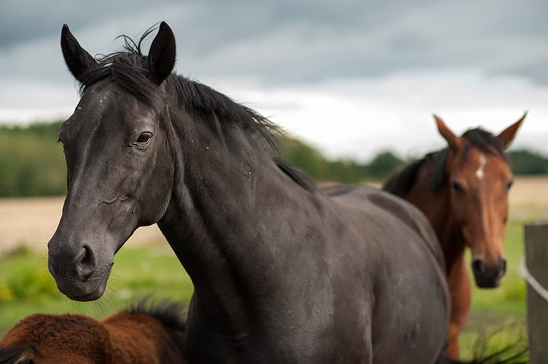 swedish warmblood horse up close