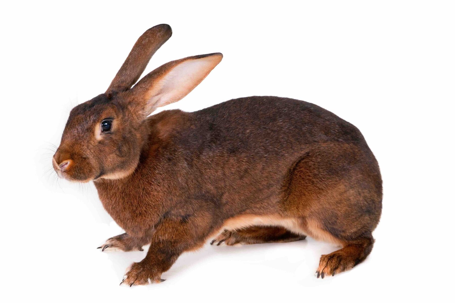 Brown Castor Cex rabbit, isolated on white