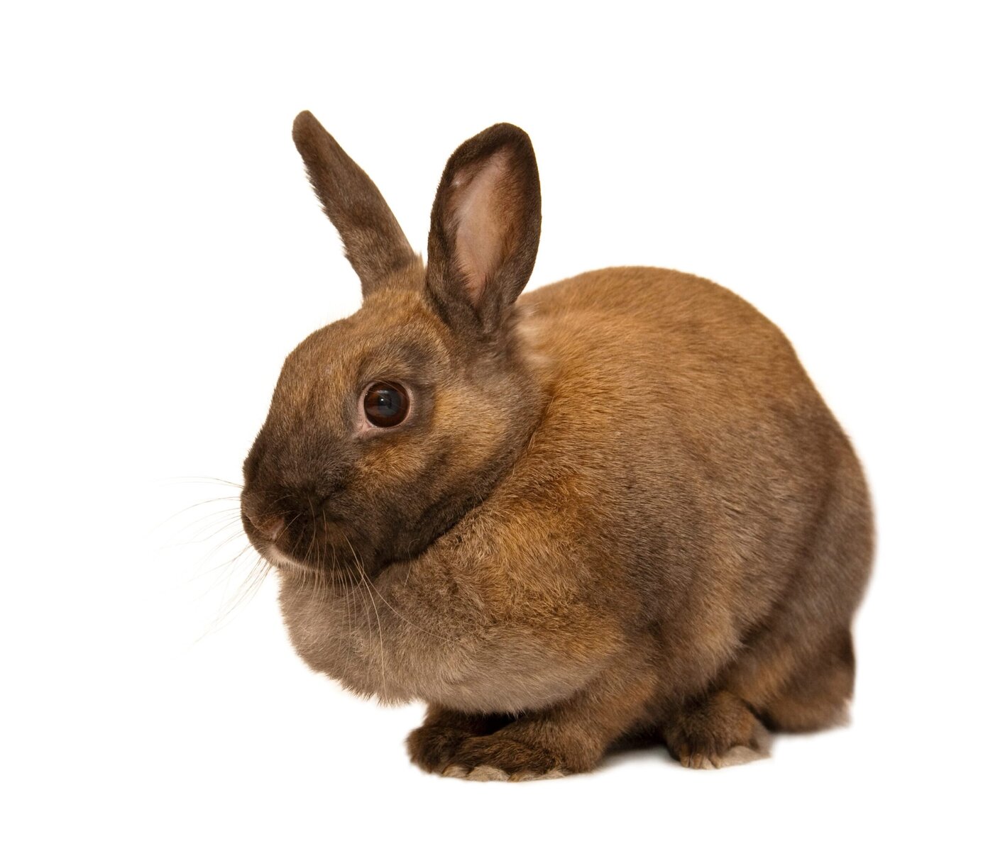 Red rabbit isolated on the white background. Shallow depth-of-field.
