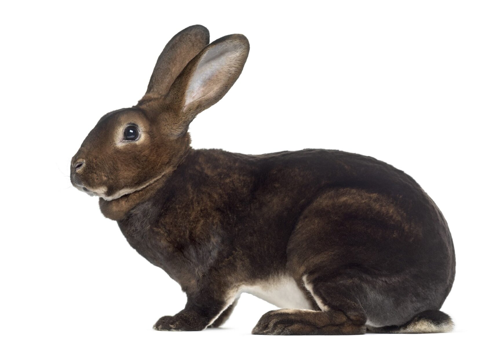 Side view of Chocolate Rex Rabbit isolated on white