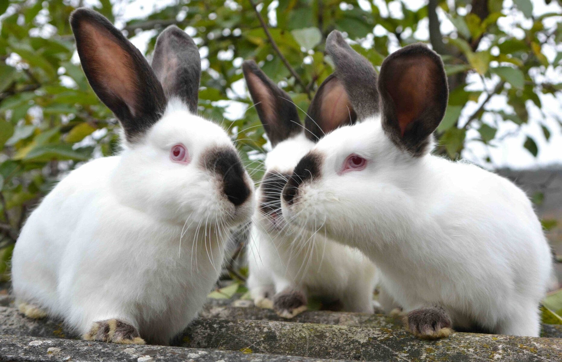 An young rabbits of the Californian breed